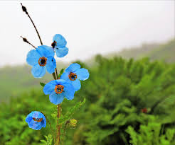 Image result for Meconopsis betonicifolia