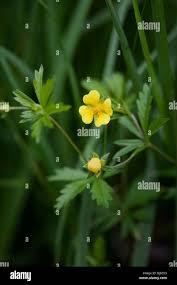Attēlu rezultāti vaicājumam “Potentilla erecta leaf”