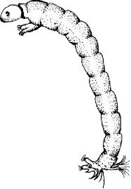 Attēlu rezultāti vaicājumam “Chironomidae larvae”