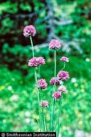 Attēlu rezultāti vaicājumam “Allium scorodoprasum”