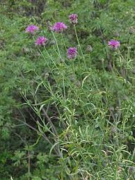 Attēlu rezultāti vaicājumam “Centaurea scabiosa leaf”