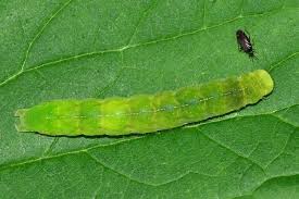 Attēlu rezultāti vaicājumam “Phlogophora meticulosa”