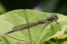 Attēlu rezultāti vaicājumam “Erythromma najas”