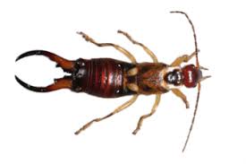 Attēlu rezultāti vaicājumam “Forficula auricularia male”