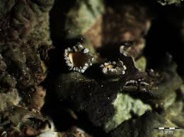 Attēlu rezultāti vaicājumam “Pleurosticta acetabulum”