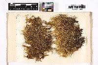 Attēlu rezultāti vaicājumam “Sanionia uncinata”