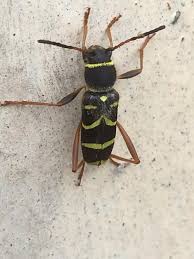 Attēlu rezultāti vaicājumam “Clytus arietis”