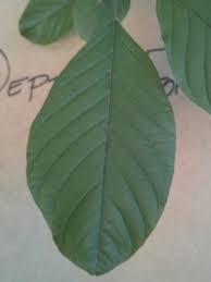 Attēlu rezultāti vaicājumam “Frangula alnus leaf”