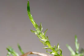 Attēlu rezultāti vaicājumam “Calliergon cordifolium”