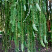 Attēlu rezultāti vaicājumam “Picea abies fo. virgata”