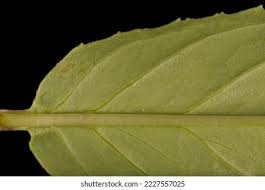 Attēlu rezultāti vaicājumam “Epilobium palustre leaf”