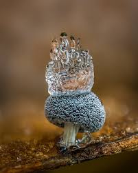 Attēlu rezultāti vaicājumam “Collaria rubens macro”