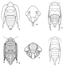 Attēlu rezultāti vaicājumam “Macrosteles sp. nymph”