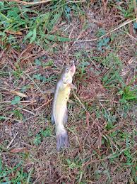 Image result for Ameiurus catus