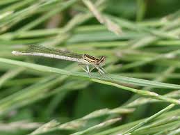 Attēlu rezultāti vaicājumam “Platycnemis pennipes female”