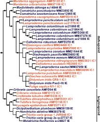 Attēlu rezultāti vaicājumam “Trichia varia sessile”