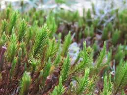 Attēlu rezultāti vaicājumam “Polytrichum juniperinum sporophyte”