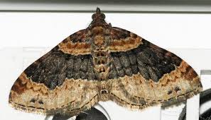 Attēlu rezultāti vaicājumam “Xanthorhoe ferrugata”