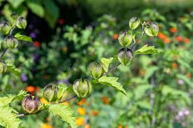 Attēlu rezultāti vaicājumam “Nicandra physalodes fruit”