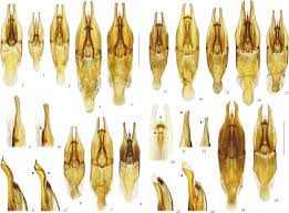 Attēlu rezultāti vaicājumam “Enochrus affinis”