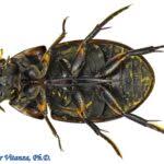 Attēlu rezultāti vaicājumam “Enochrus affinis”