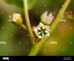 Attēlu rezultāti vaicājumam “Frangula alnus bud”