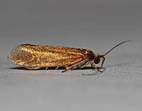 Attēlu rezultāti vaicājumam “Roeslerstammia erxlebella”