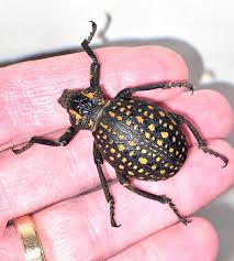 Attēlu rezultāti vaicājumam “Curculionidae”