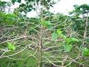 NONI (MORINDA CITRIFOLIA) PEST AND DISEASE IMAGE GALLERY (