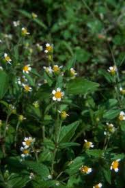 Attēlu rezultāti vaicājumam “Galinsoga quadriradiata”