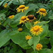 Attēlu rezultāti vaicājumam “Telekia speciosa leaf”