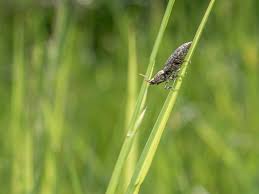 Attēlu rezultāti vaicājumam “Agrypnus murinus”