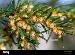Attēlu rezultāti vaicājumam “Taxus baccata male flower”