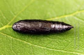 Attēlu rezultāti vaicājumam “Ortholepis betulae”