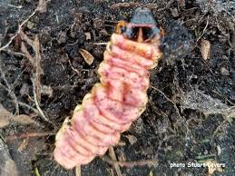 Attēlu rezultāti vaicājumam “Cossus cossus larva”