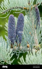 Attēlu rezultāti vaicājumam “Abies concolor”