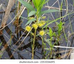 Attēlu rezultāti vaicājumam “Lysimachia thyrsiflora leaf”