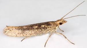 Attēlu rezultāti vaicājumam “Ypsolopha asperella”