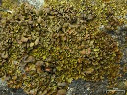 Attēlu rezultāti vaicājumam “Dermatocarpon luridum”