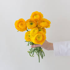 Attēlu rezultāti vaicājumam “Ranunculus elatior flower”