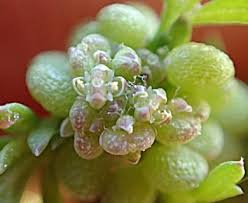 Attēlu rezultāti vaicājumam “Enteridium liceoides young”