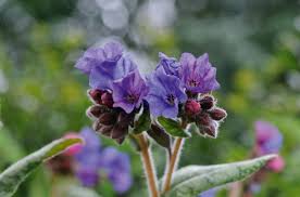 Attēlu rezultāti vaicājumam “Pulmonaria angustifolia”