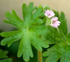 Attēlu rezultāti vaicājumam “Geranium molle flower”