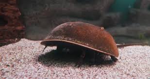 Image result for Limulus polyphemus