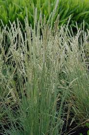 Attēlu rezultāti vaicājumam “Koeleria glauca flower”