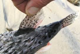 Image result for Diodon hystrix