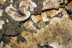 Attēlu rezultāti vaicājumam “Trichia ambigua stalked”