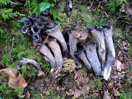 Attēlu rezultāti vaicājumam “Cratarellus cornucopioides”