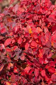 Attēlu rezultāti vaicājumam “Berberis”