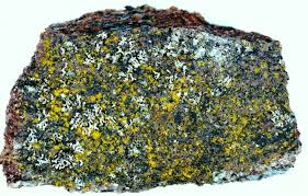 Attēlu rezultāti vaicājumam “Chrysothrix candelaris”